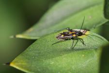 Capsodes sulcatus - Sur cladode de Ruscus aculeatus, il sagit ici dun adulte brachyptre mesurant 4 mm environ.