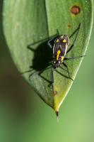 Capsodes sulcatus - Sur cladode de Ruscus aculeatus, il sagit ici dun adulte brachyptre mesurant 4 mm environ.
