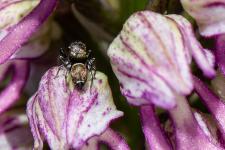 Heliophanus tribulosus - Mle mesurant 3 mm environ sur Orchis x spuria