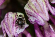 Heliophanus tribulosus - Mle mesurant 3 mm environ sur Orchis x spuria
