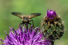 Pangonius micans - Mle mesurant environ 2 cm sur Centaurea scabiosa