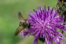Pangonius micans - Mle mesurant environ 2 cm sur Centaurea scabiosa