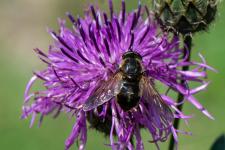 Pangonius micans - Mle mesurant environ 2 cm sur Centaurea scabiosa