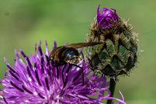 Pangonius micans - Mle mesurant environ 2 cm sur Centaurea scabiosa