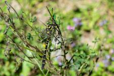 Cordulegaster bidentata (mle)