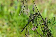 Cordulegaster bidentata (mle)