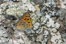 Lycaena alciphron gordius - Mle possdant des reflets violets peu marqus sur le dessus des ailes, envergure 30-35 mm.