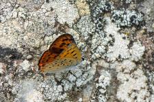 Lycaena alciphron gordius - Mle possdant des reflets violets peu marqus sur le dessus des ailes, envergure 30-35 mm.