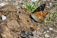 Limenitis populi - Mle mesurant 70-80 mm denvergure