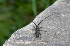 Monochamus sutor - 15-25 cm, corps noir + ou - bronz, lisse et brillant, lytres luisants parsems de mouchetures pubescentes jaunes.