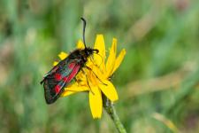 Zygaena exulans (mle)