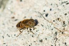Eristalinus taeniops - Mle mesurant environ 1 cm