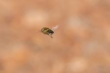 Eristalinus taeniops - Mle en vol