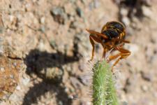 Nomada sp. (peut-tre Nomada bifasciata bifasciata) - Femelle mesurant environ 1 cm