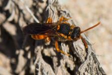 Nomada sp. (peut-tre Nomada bifasciata bifasciata) - Femelle mesurant environ 1 cm