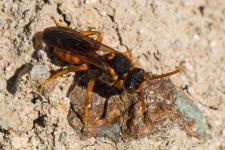 Nomada sp. (peut-tre Nomada bifasciata bifasciata) - Femelle mesurant environ 1 cm