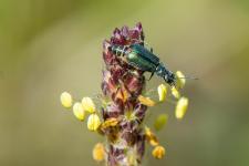 Clanoptilus elegans - Femelle mesurant 3-4 mm environ sur Plantago maritima subsp. serpentina.