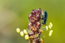 Clanoptilus elegans - Femelle mesurant 3-4 mm environ sur Plantago maritima subsp. serpentina.