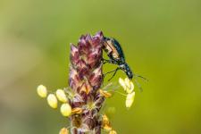 Clanoptilus elegans - Femelle mesurant 3-4 mm environ sur Plantago maritima subsp. serpentina.