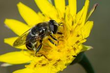 Merodon sp. (probablement du groupe aureus ou albifrons) - Femelle mesurant 1 cm