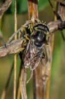 Merodon sp. (probablement du groupe aureus ou albifrons) - Femelle mesurant 1 cm
