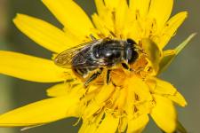 Merodon sp. (probablement du groupe aureus ou albifrons) - Femelle mesurant 1 cm