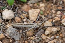 Acrida ungarica - Femelle mesurant environ 7 cm