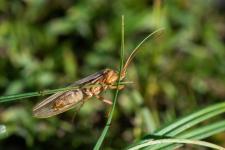Limnephilus sp. (peut-tre Limnephilus flavicornis) - Femelle mesurant 15 mm environ