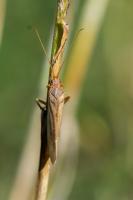 Limnephilus sp. (peut-tre Limnephilus flavicornis) - Femelle mesurant 15 mm environ