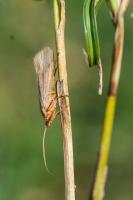 Limnephilus sp. (peut-tre Limnephilus flavicornis) - Femelle mesurant 15 mm environ