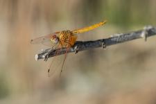 Trithemis Kirbyi - Mle tnral (jeune mle)