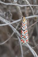 Utetheisa pulchella