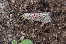 Utetheisa pulchella