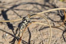 Utetheisa pulchella