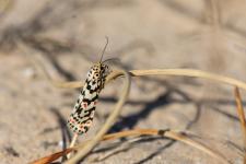 Utetheisa pulchella