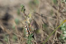 Utetheisa pulchella
