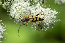 Rutpela maculata (Leptura maculata) (Strangalia maculata) (mle) - Le mle se reconnat car il a les tibias chancrs.
