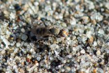 Tethina yaromi - Petite mouche mesurant 2 mm environ, sur la plage
