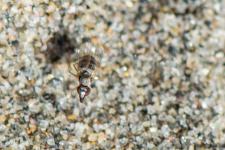 Inconnu - Petite mouche 2 mm environ dcouverte par mon ami Paco Rodriguez en ce jour, actuellement en cours didentification en Espagne, je mettrai son nom quand les recherches seront termines...