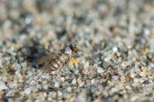 Inconnu - Petite mouche 2 mm environ dcouverte par mon ami Paco Rodriguez le 19-11-2024, actuellement en cours didentification en Espagne, je mettrai son nom quand les recherches seront termines...
