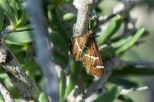 Spoladea recurvalis - 1 cm denvergure environ