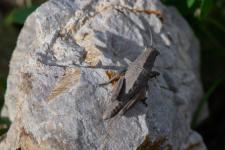 Eumigus cucullatus almeriense - Femelle juvnile mesurant 3 ou 4 cm