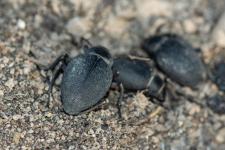 Pimelia perezzi - 18-24 mm - Se rencontre  Murcie et Almera, au sud-est de lEspagne, trs proche de Pimelia variolosa mais vivant prs du littoral. Absent de France.