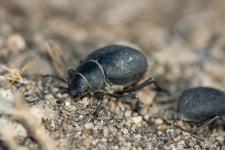 Pimelia perezzi - 18-24 mm - Se rencontre  Murcie et Almera, au sud-est de lEspagne, trs proche de Pimelia variolosa mais vivant prs du littoral. Absent de France.