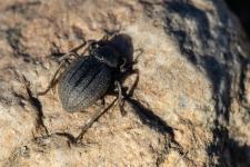 Pimelia baetica