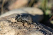 Pimelia baetica