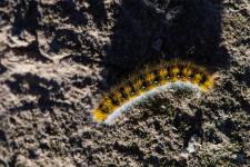 Psilogaster loti - Chenille mesurant 4-5 cm