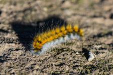 Psilogaster loti - Chenille mesurant 4-5 cm