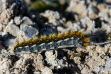 Psilogaster loti