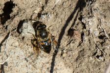 Eristalis similis